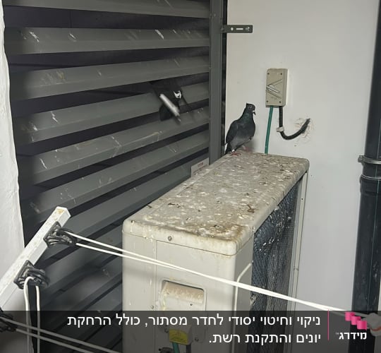 יונה על מזגן מלוכלך בצואה